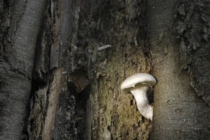 Gerahmter Druck : Berindegelchter Pilz Gerahmter Druck : Berindegelchter Pilz