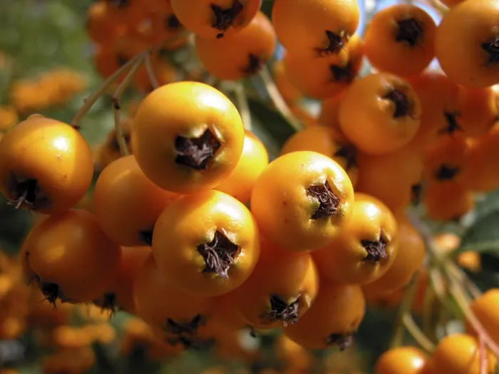 Gerahmter Druck : Berries Gerahmter Druck : Berries