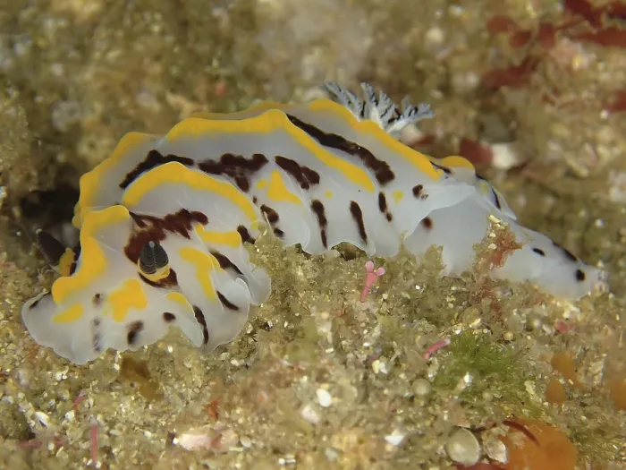Gerahmter Druck : Bicolour-Halgerda (Halgerda dichromis) Gerahmter Druck : Bicolour-Halgerda (Halgerda dichromis)
