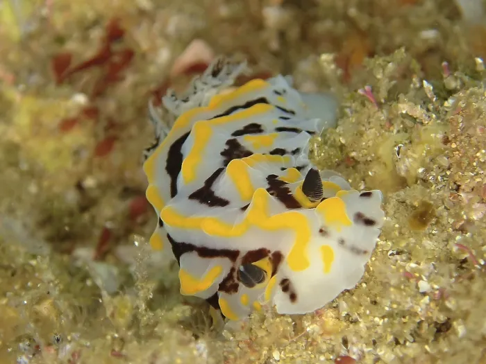 Gerahmter Druck : Bicolourte Halgerda (Halgerda dichromis) Gerahmter Druck : Bicolourte Halgerda (Halgerda dichromis)
