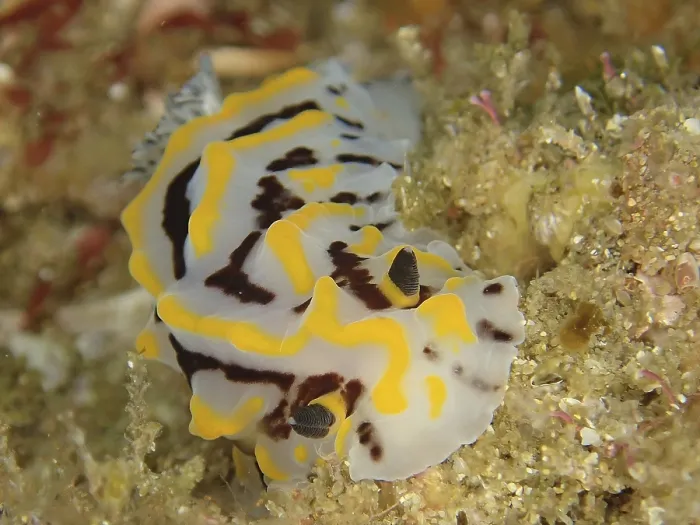 Gerahmter Druck : Bicolour-Halgerda (Halgerda dichromis) Gerahmter Druck : Bicolour-Halgerda (Halgerda dichromis)