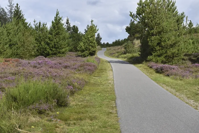 Gerahmter Druck : Fahrradweg in Heidelandschaft Dänemark Gerahmter Druck : Fahrradweg in Heidelandschaft Dänemark