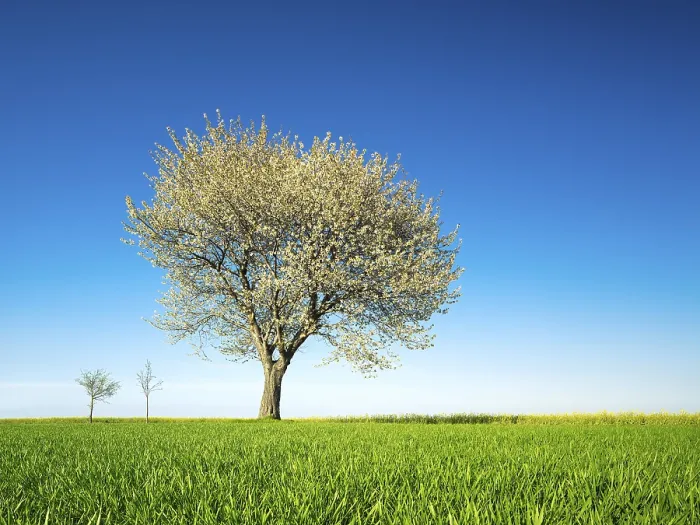 Gerahmter Druck : Großer blühender Kirschbaum im Frühling. Gerahmter Druck : Großer blühender Kirschbaum im Frühling.