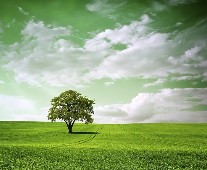 Gerahmter Druck : Großer Baum auf grünem Landschaft. Gerahmter Druck : Großer Baum auf grünem Landschaft.