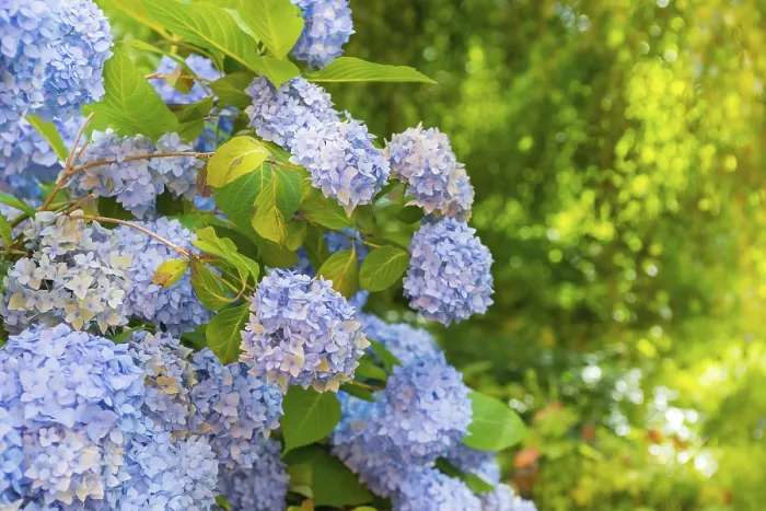 Gerahmter Druck : Großblättrige Hydrangea (Hydrangea macrophylla) Gerahmter Druck : Großblättrige Hydrangea (Hydrangea macrophylla)