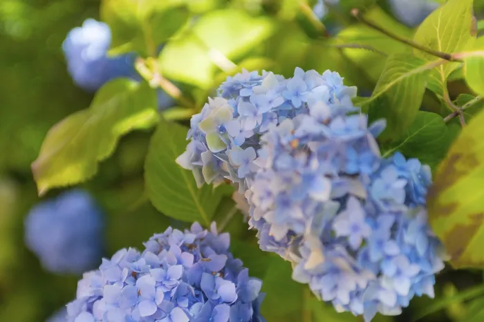 Gerahmter Druck : Großblättrige Hydrangea (Hydrangea macrophylla)