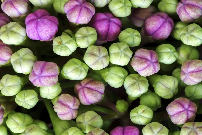Gerahmter Druck : Großblättrige Hortensie (Hydrangea macrophylla)