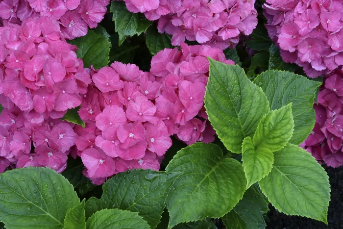 Gerahmter Druck : Großblättrige Hydrangea (Hydrangea macrophylla) Gerahmter Druck : Großblättrige Hydrangea (Hydrangea macrophylla)