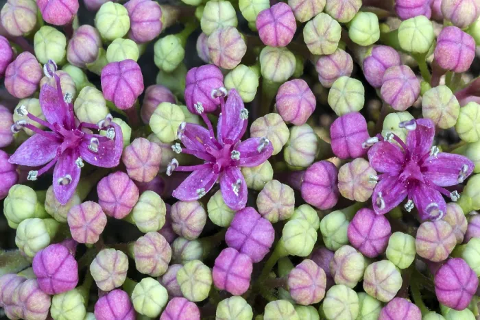 Gerahmter Druck : Großblättrige Hydrangea (Hydrangea macrophylla) Gerahmter Druck : Großblättrige Hydrangea (Hydrangea macrophylla)