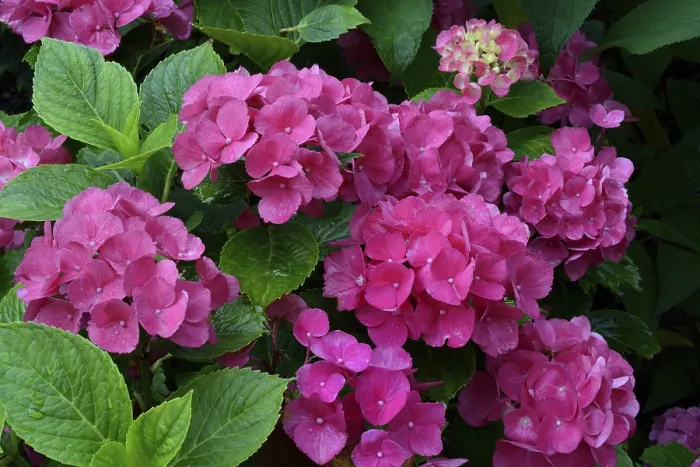 Gerahmter Druck : Großblättrige Hortensie (Hydrangea macrophylla)