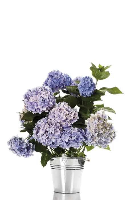 Gerahmter Druck : Hydrangea macrophylla Gerahmter Druck : Hydrangea macrophylla