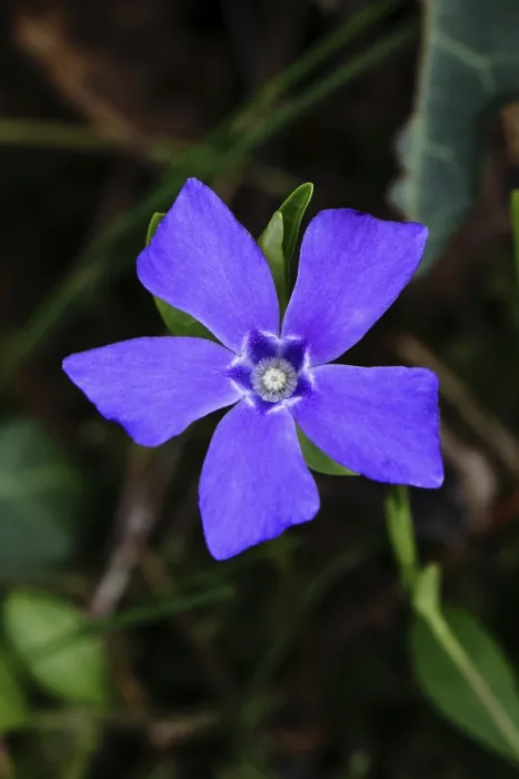 Gerahmter Druck : Großblättrige Vinca (Vinca major) Gerahmter Druck : Großblättrige Vinca (Vinca major)