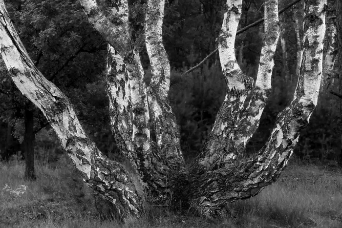 Gerahmter Druck : Birke, Brunssumer Heide, Niederlande Gerahmter Druck : Birke, Brunssumer Heide, Niederlande