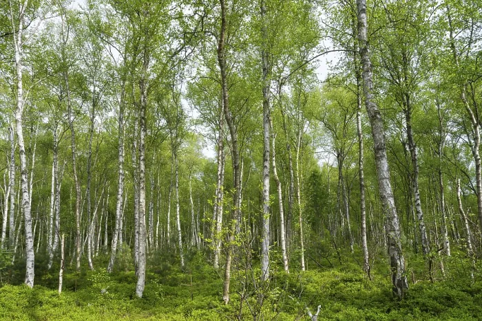Gerahmter Druck : Birkenwald am Wienpietschseen Gerahmter Druck : Birkenwald am Wienpietschseen