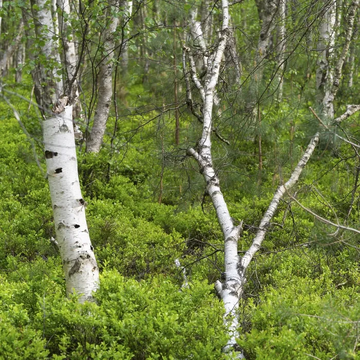 Gerahmter Druck : Birkenwald am Wienpietschseen. Gerahmter Druck : Birkenwald am Wienpietschseen.