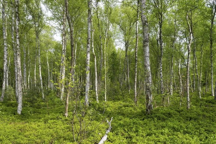 Gerahmter Druck : Birkenwald am Wienpietschseen Gerahmter Druck : Birkenwald am Wienpietschseen