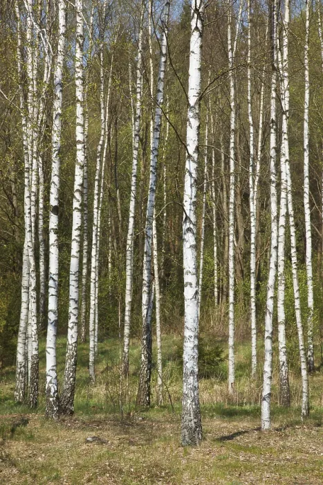 Gerahmter Druck : Birkenwald im Frühling Gerahmter Druck : Birkenwald im Frühling