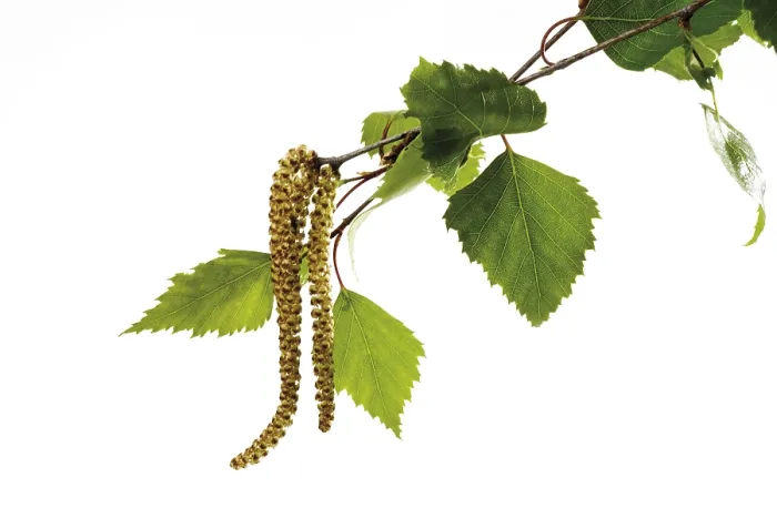 Gerahmter Druck : Birkenpollen Gerahmter Druck : Birkenpollen