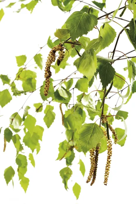 Gerahmter Druck : Birkenpollen