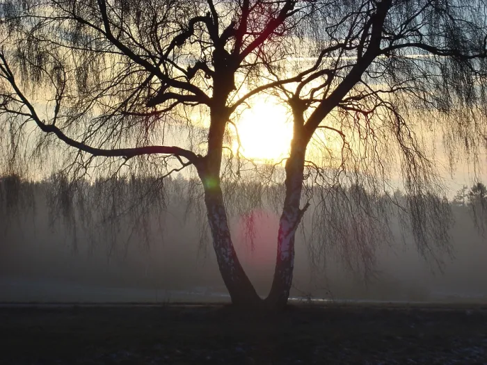 Gerahmter Druck : Birkenbaum bei Abendsonne. Gerahmter Druck : Birkenbaum bei Abendsonne.