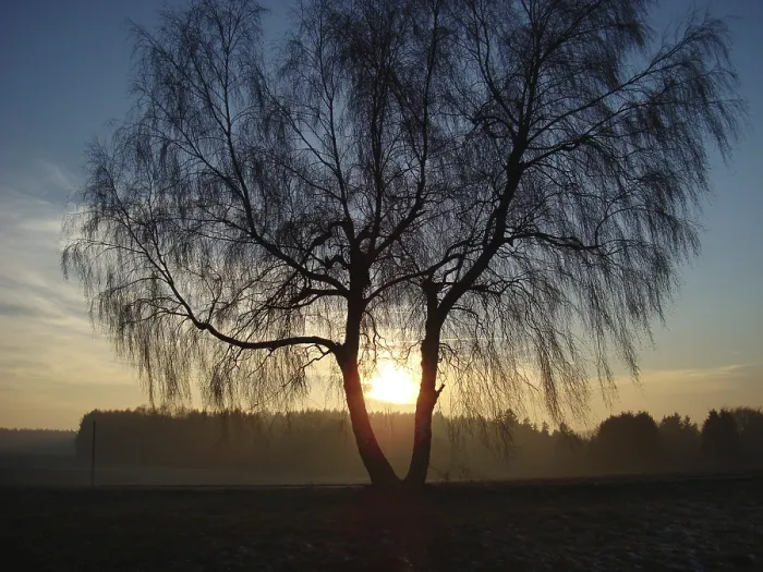 Gerahmter Druck : Birkenbaum bei Abendsonne. Gerahmter Druck : Birkenbaum bei Abendsonne.
