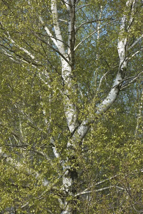 Gerahmter Druck : Birkenbäume (Betula pendula), Blattstellung. Gerahmter Druck : Birkenbäume (Betula pendula), Blattstellung.