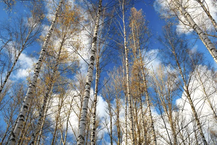 Gerahmter Druck : Birken gegen einen blauen Himmel. Gerahmter Druck : Birken gegen einen blauen Himmel.