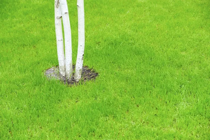 Gerahmter Druck : Birkenstämme in einem grünen Wiesenfeld. Gerahmter Druck : Birkenstämme in einem grünen Wiesenfeld.