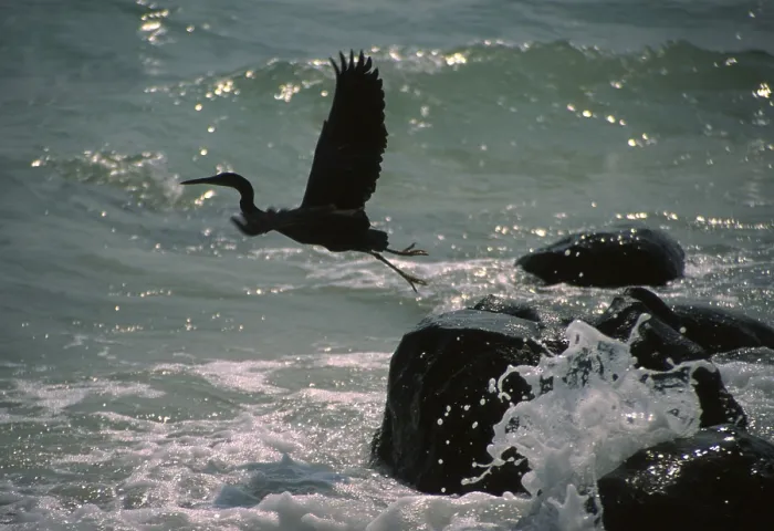 Gerahmter Druck : Bird Gerahmter Druck : Bird