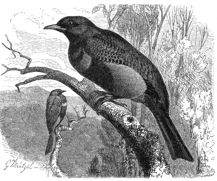 Gerahmter Druck : Vogel, Bandkakao (Cotinga maculata) Gerahmter Druck : Vogel, Bandkakao (Cotinga maculata)