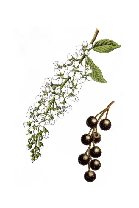 Gerahmter Druck : Vogel-Kirsch, Eichbeere (Prunus padus) Gerahmter Druck : Vogel-Kirsch, Eichbeere (Prunus padus)