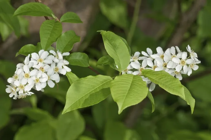Gerahmter Druck : Vogelbeere oder Schlagbuche (Prunus padus) Gerahmter Druck : Vogelbeere oder Schlagbuche (Prunus padus)