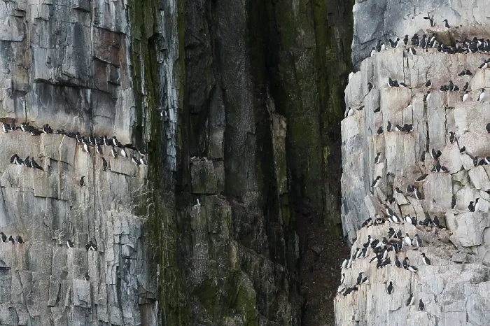 Gerahmter Druck : Vogelklippe, Brutklippe in Hinlopen, Spitzbergen / Svalbard Gerahmter Druck : Vogelklippe, Brutklippe in Hinlopen, Spitzbergen / Svalbard