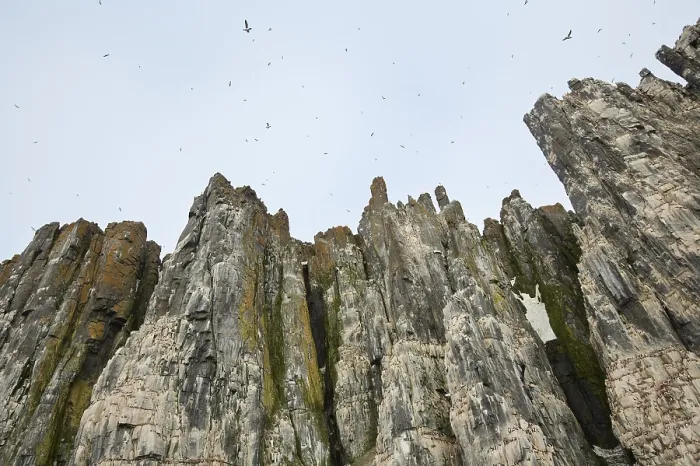 Gerahmter Druck : Vogelklippe, Nistklippe in Hinlopen.