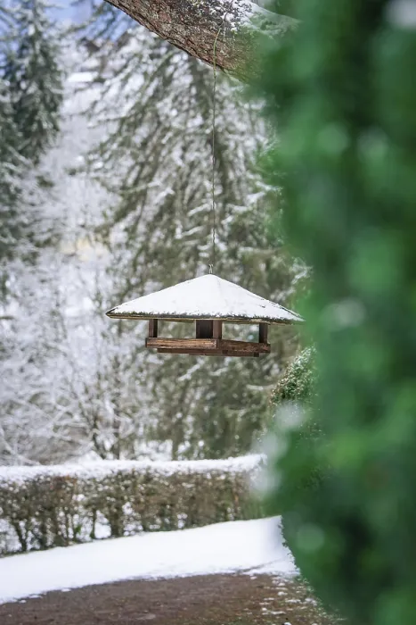 Gerahmter Druck : Vogelfutterhaken an einem Baum. Gerahmter Druck : Vogelfutterhaken an einem Baum.