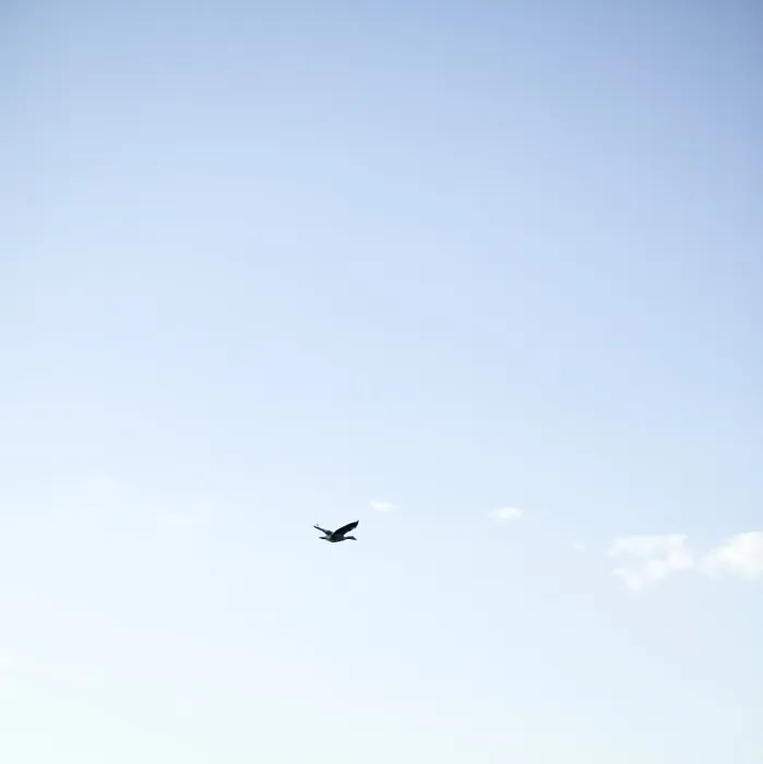 Gerahmter Druck : Vogel fliegt. Gerahmter Druck : Vogel fliegt.