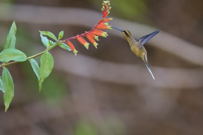 Gerahmter Druck : Ein Vogel schwebt vor einer hellen Blume. Gerahmter Druck : Ein Vogel schwebt vor einer hellen Blume.