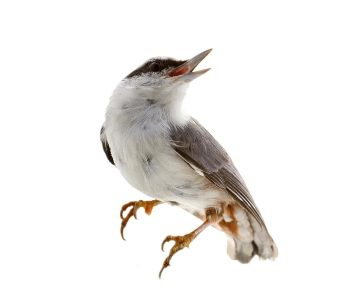 Gerahmter Druck : Vogel isoliert auf weißem Hintergrund. Nussknacker. Gerahmter Druck : Vogel isoliert auf weißem Hintergrund. Nussknacker.