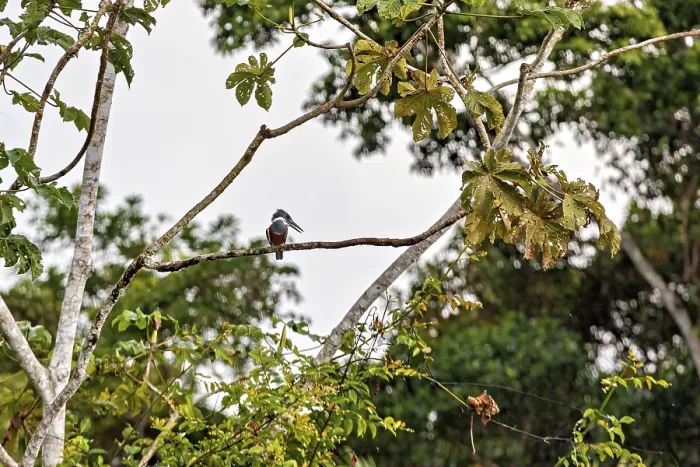 Gerahmter Druck : Ein Vogel sitzt hoch oben in einem Baum. Gerahmter Druck : Ein Vogel sitzt hoch oben in einem Baum.