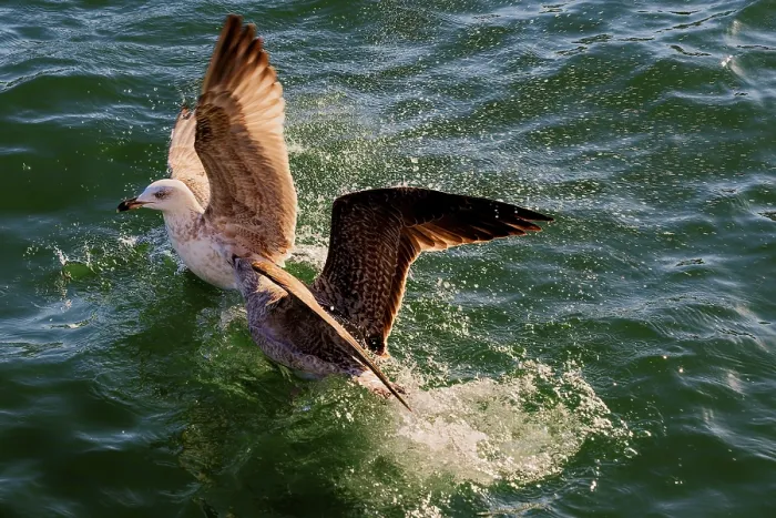 Gerahmter Druck : Vogel, der vom Wasser abhebt. Gerahmter Druck : Vogel, der vom Wasser abhebt.