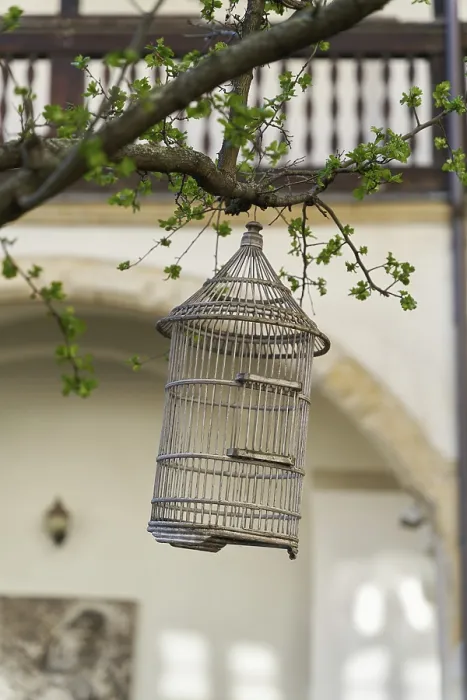 Gerahmter Druck : Birds Gerahmter Druck : Birds