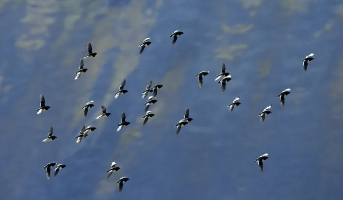 Gerahmter Druck : Vögel fliegen. Gerahmter Druck : Vögel fliegen.