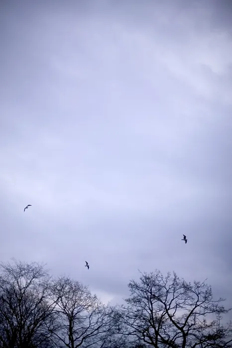 Gerahmter Druck : Vögel fliegen. Gerahmter Druck : Vögel fliegen.