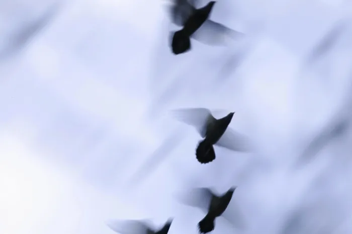 Gerahmter Druck : Vögel fliegen. Gerahmter Druck : Vögel fliegen.