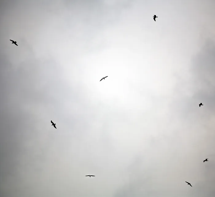 Gerahmter Druck : Vögel fliegen.