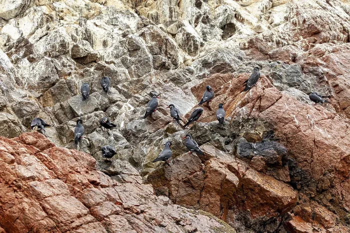 Gerahmter Druck : Vögel ruhen auf Felsen. Gerahmter Druck : Vögel ruhen auf Felsen.