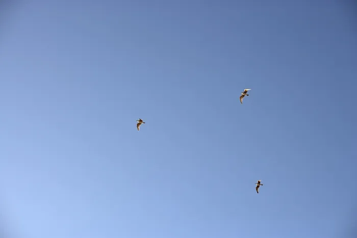 Gerahmter Druck : Vögel im Himmel. Gerahmter Druck : Vögel im Himmel.