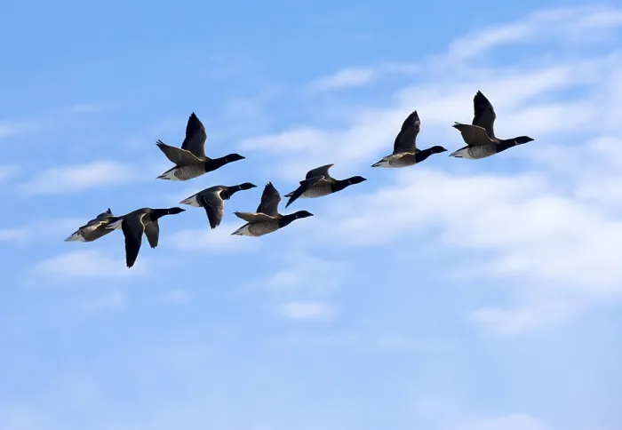 Gerahmter Druck : Vögel im Himmel. Gerahmter Druck : Vögel im Himmel.