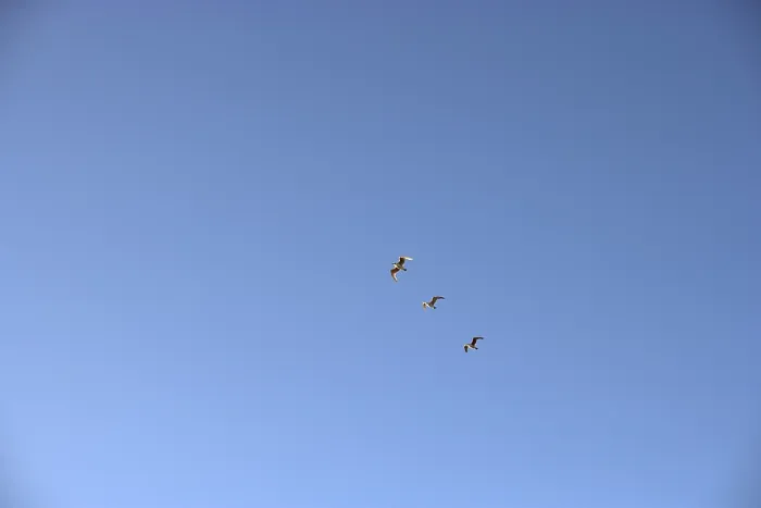 Gerahmter Druck : Vögel im Himmel. Gerahmter Druck : Vögel im Himmel.
