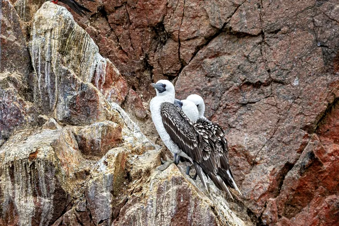 Gerahmter Druck : Zwei Vögel auf einem steilen Felsen. Gerahmter Druck : Zwei Vögel auf einem steilen Felsen.
